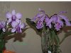 Cattleya maxima 